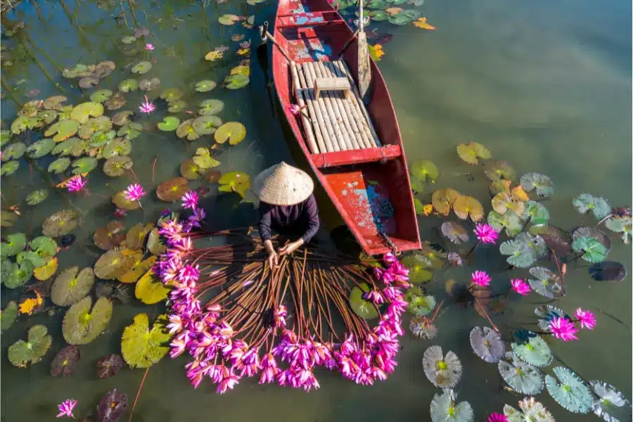 The daily work of women in the Mekong Delta region is to pick lotus flowers and sell them