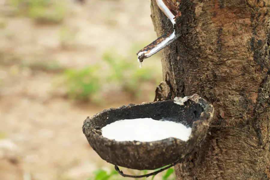 This is how rubber latex is harvested in Vietnam