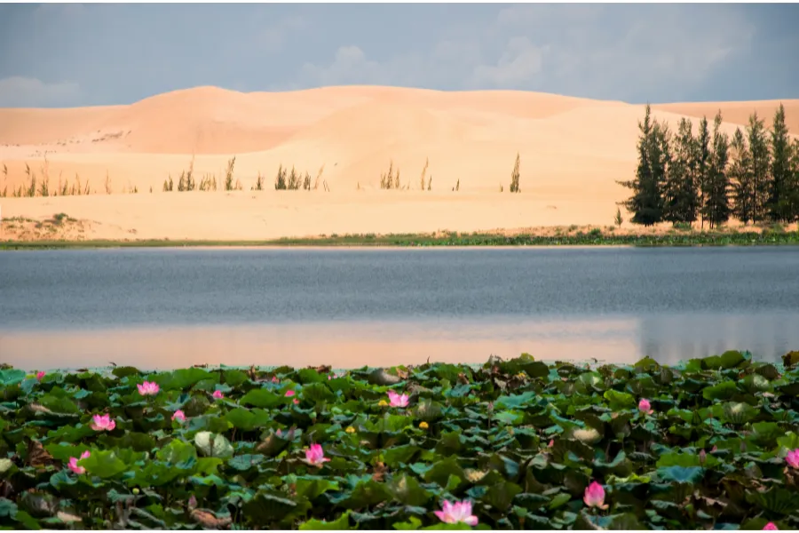 Lotus lake and Sand Dunes in Mui Ne