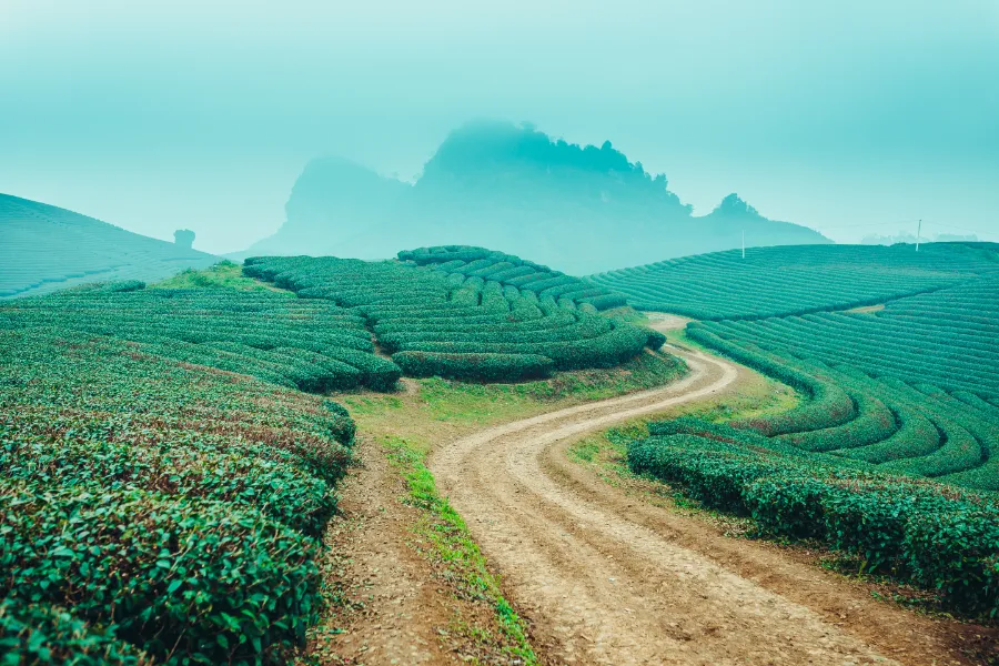 Tea plantations in Moc Chau