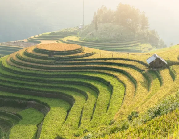 Beautiful Rice Fields