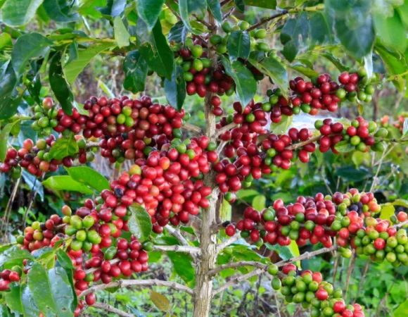 Coffee Plantation